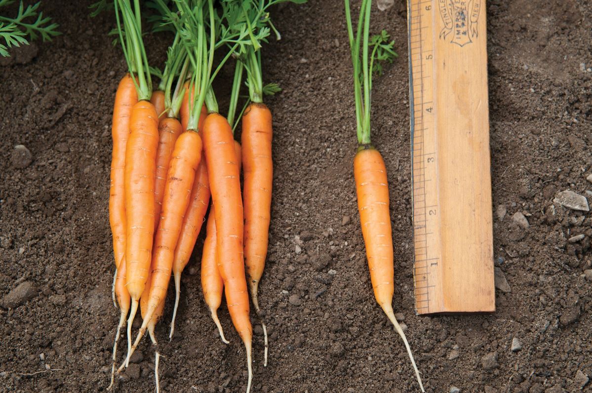 Adelaide – Carrot Seed