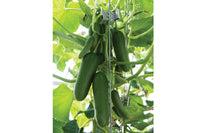 Unistars – Cucumber Seed