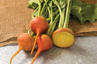 Boldor – Golden Beet – Seeds