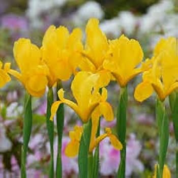 Iris Yellow Bulb