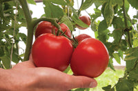 Bigdena – Tomato Seed