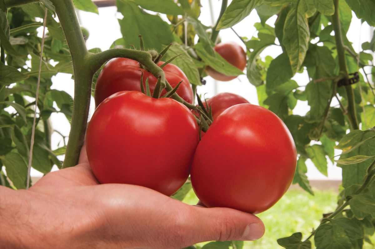 Bigdena – Tomato Seed