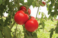 Bigdena – Tomato Seed