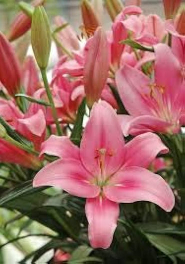 Asiatic Lily Pink Bulb