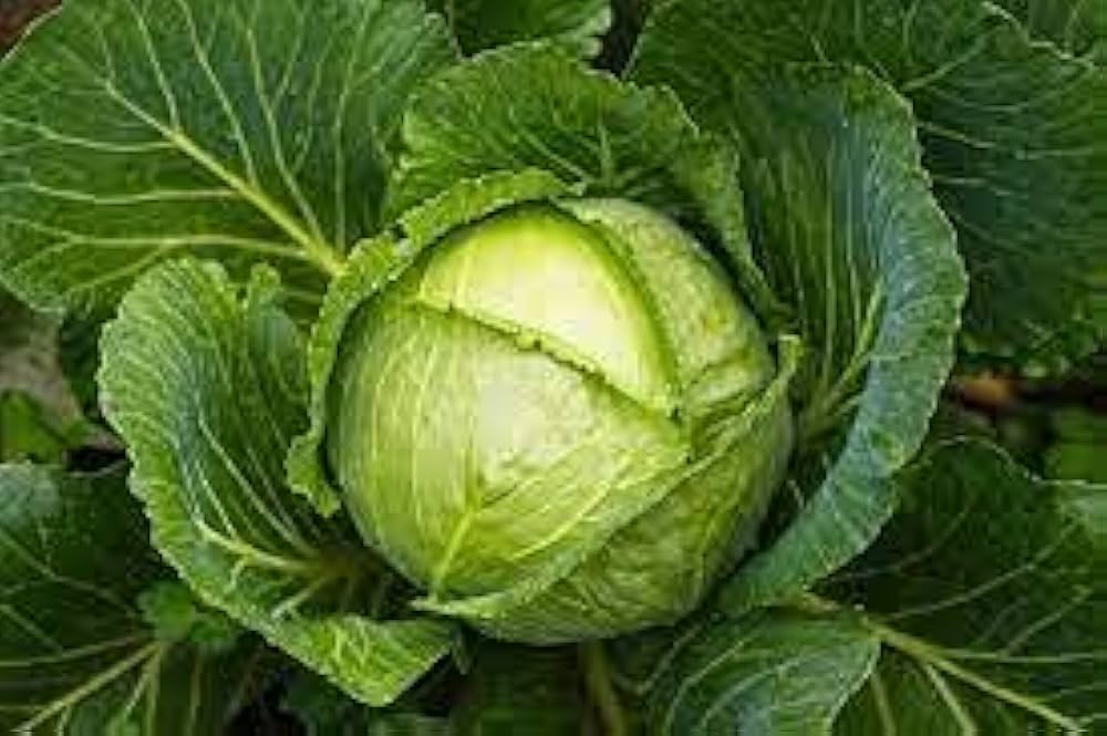 Cabbage Poi Vegetable Seeds