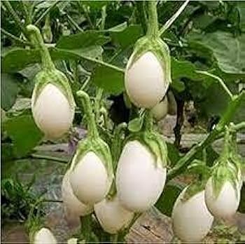 Brinjal Aveo Round Vegetable Seeds