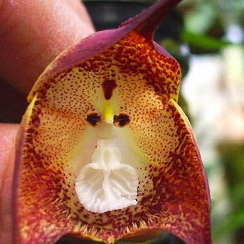 Garden Seeds Flower Monkey Face Orchids Seeds Multiple