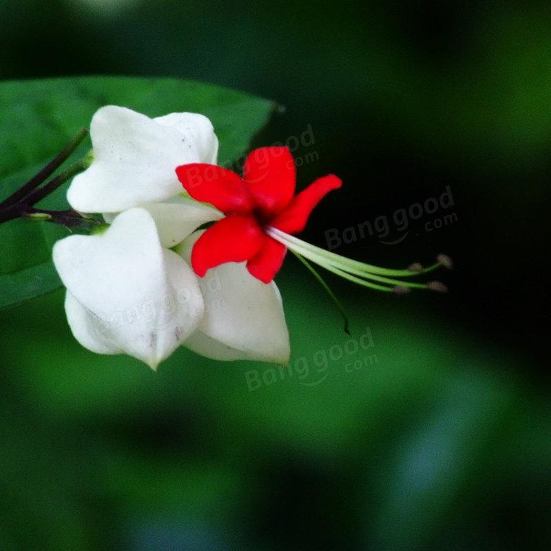 Clerodendrum thomsonae Balf Seeds Rare Flower Garden Bonsai Seed