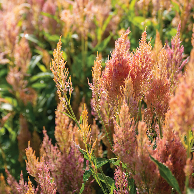 Shimmer – Organic Celosia Seed