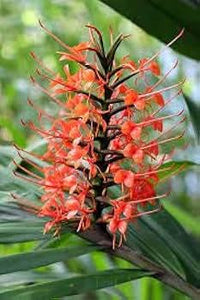 Hedychium Mix Colors Bulbs