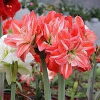 Amaryllis Lily Double Orange Bulb