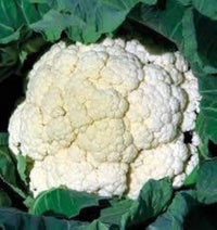 Cauliflower Hybrid Vegetable Seeds