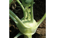 Winner – Kohlrabi Seed