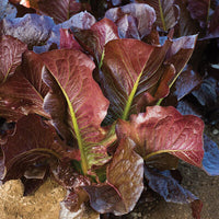 Volcana – Lettuce Seed