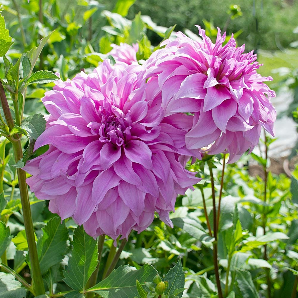 Vassio Meggos Dahlia