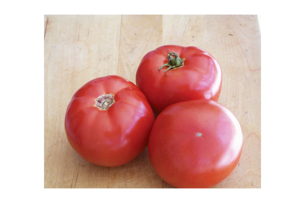 BHN 589 – Tomato Seed