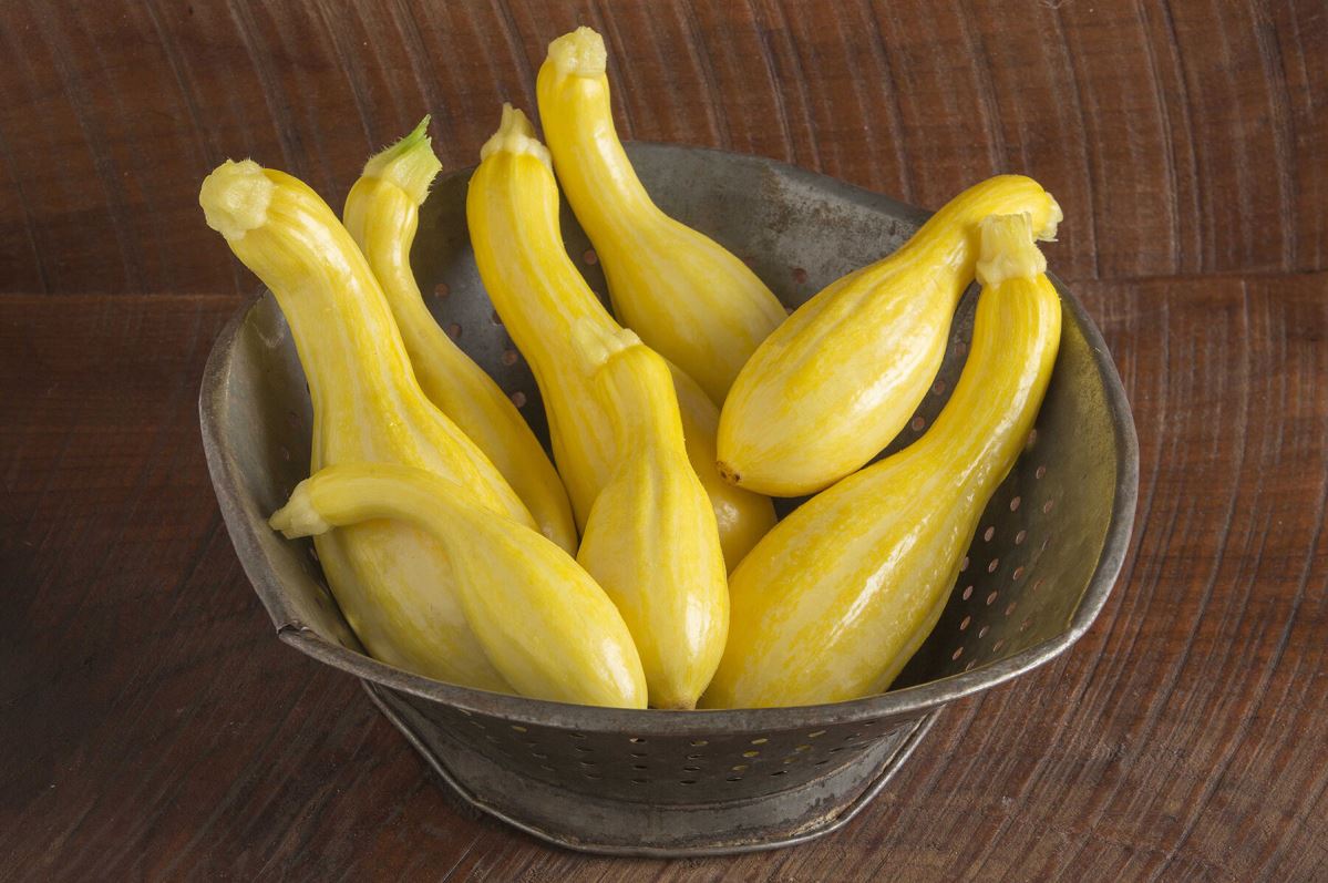 Tempest – Organic Yellow Summer Squash Seed