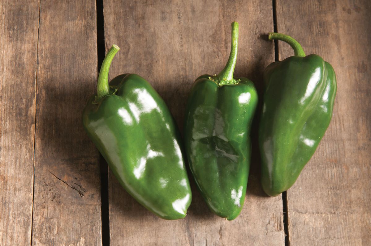 Bastan – Poblano Pepper Seed