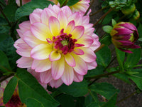 Zingaro Dahlia