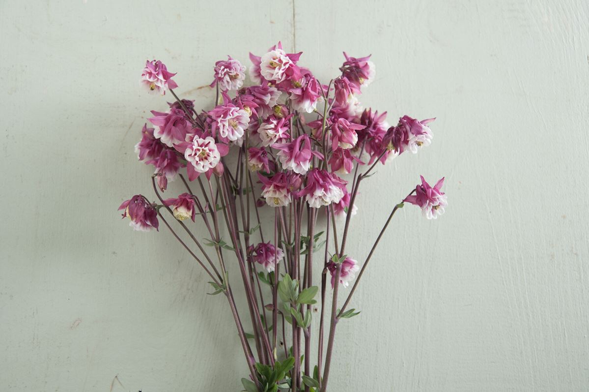 Pink Petticoat – Columbine Seed