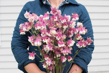 Pink Petticoat – Columbine Seed