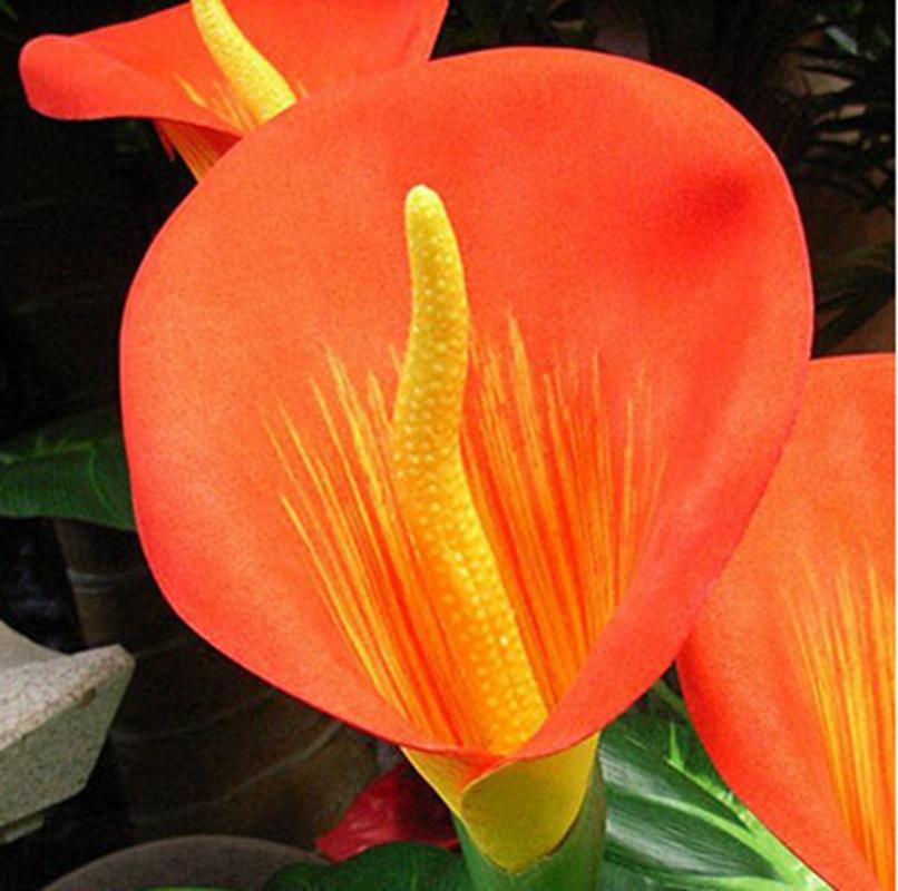 Calla Lily Seeds Room Flowers Zantedeschia Aethiopica Garden See