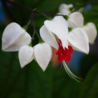 Clerodendrum thomsonae Balf Seeds Rare Flower Garden Bonsai Seed