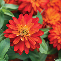 Double Zahara Fire – Zinnia Seed