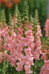 Potomac Pink Snapdragon Seed