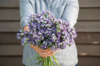 Phacelia – Flower Seed