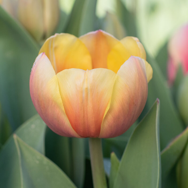 Marit – Darwin Hybrid Tulip s