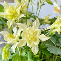 Aquilegia Flower Seeds