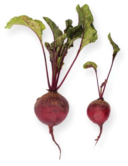 Babybeat – Baby Beet Seeds