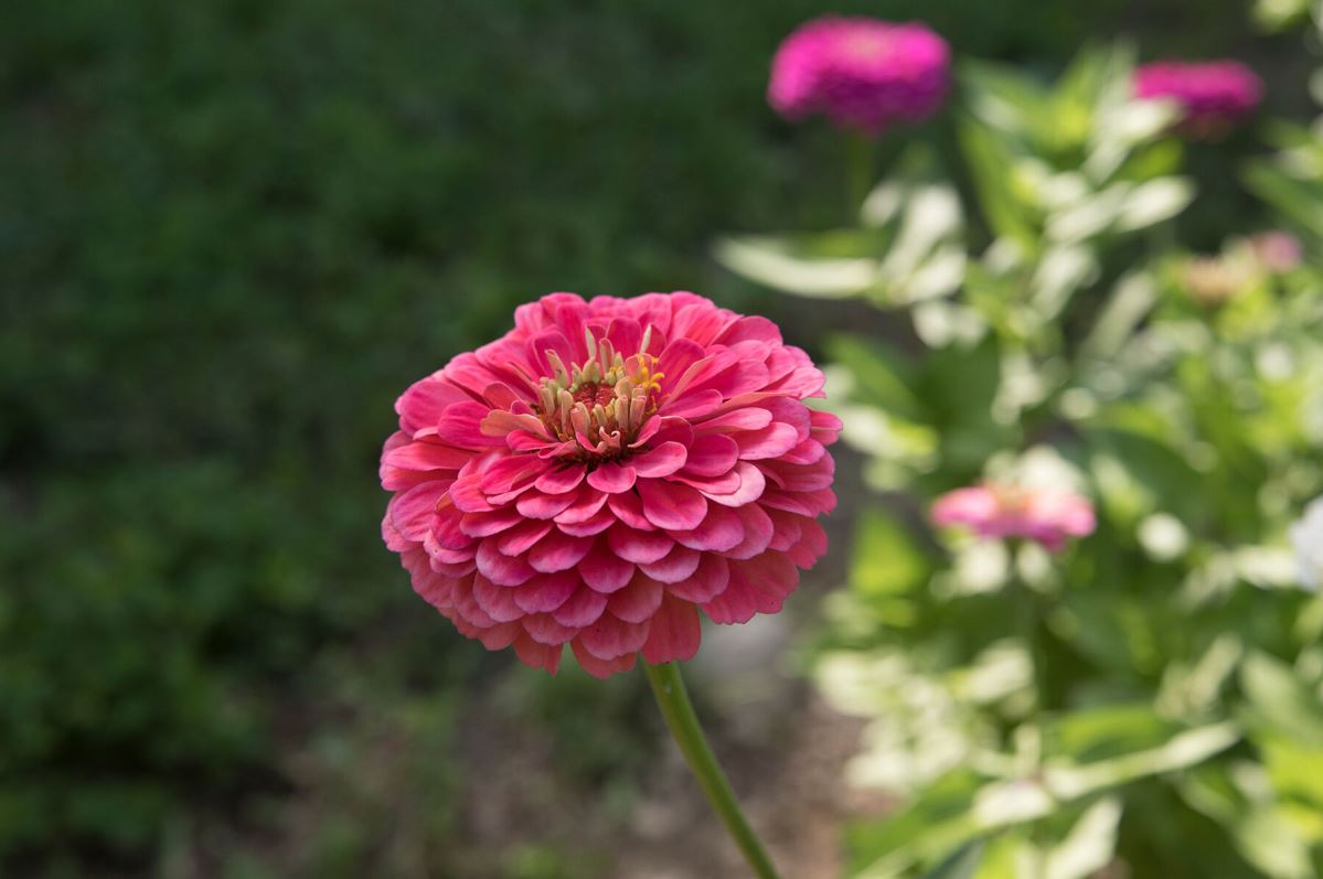 Benary’s Giant Carmine Rose – Zinnia Seed