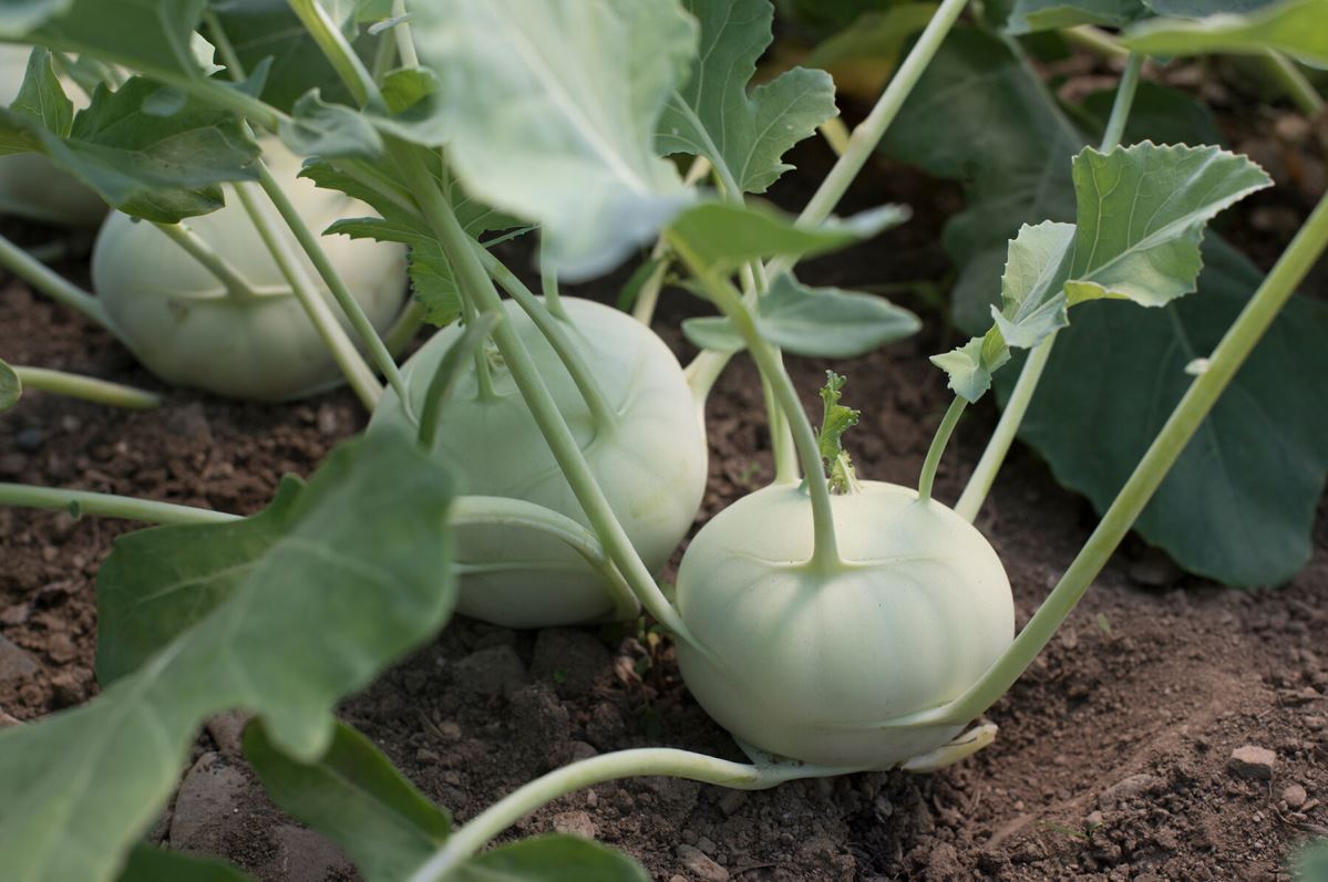 Terek – Kohlrabi Seed