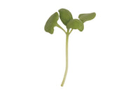 Basil, Genovese – Microgreen Seed