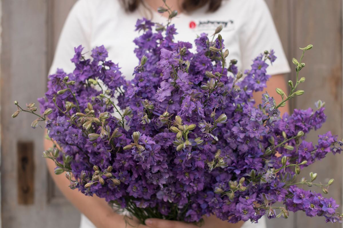 Galilee Lilac – Organic Larkspur Seed