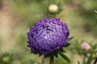 Tower Blue – China Aster Seed