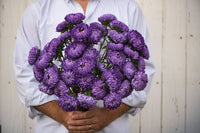 Tower Blue – China Aster Seed