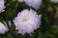 Tower Silver – China Aster Seed