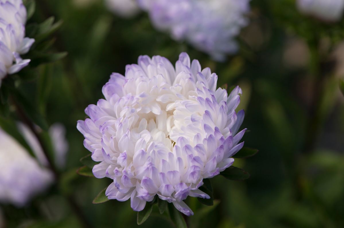 Tower Silver – China Aster Seed