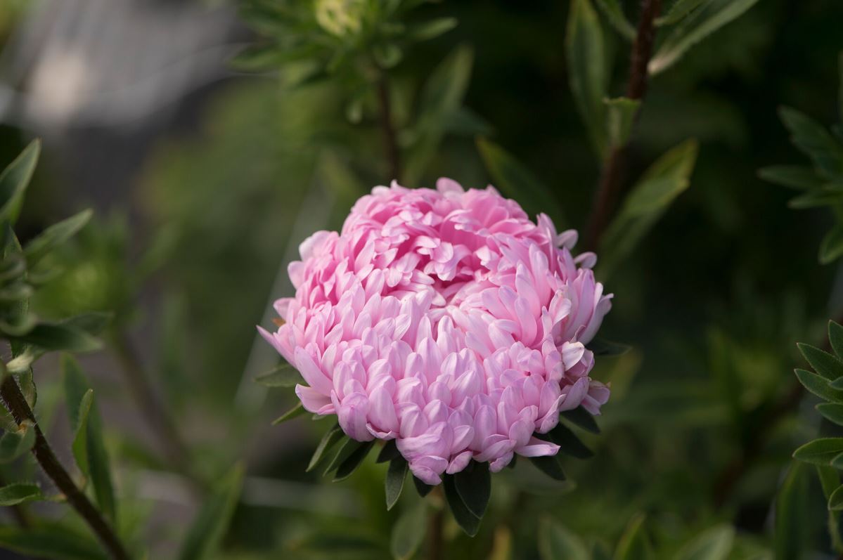 Tower Salmon – China Aster Seed