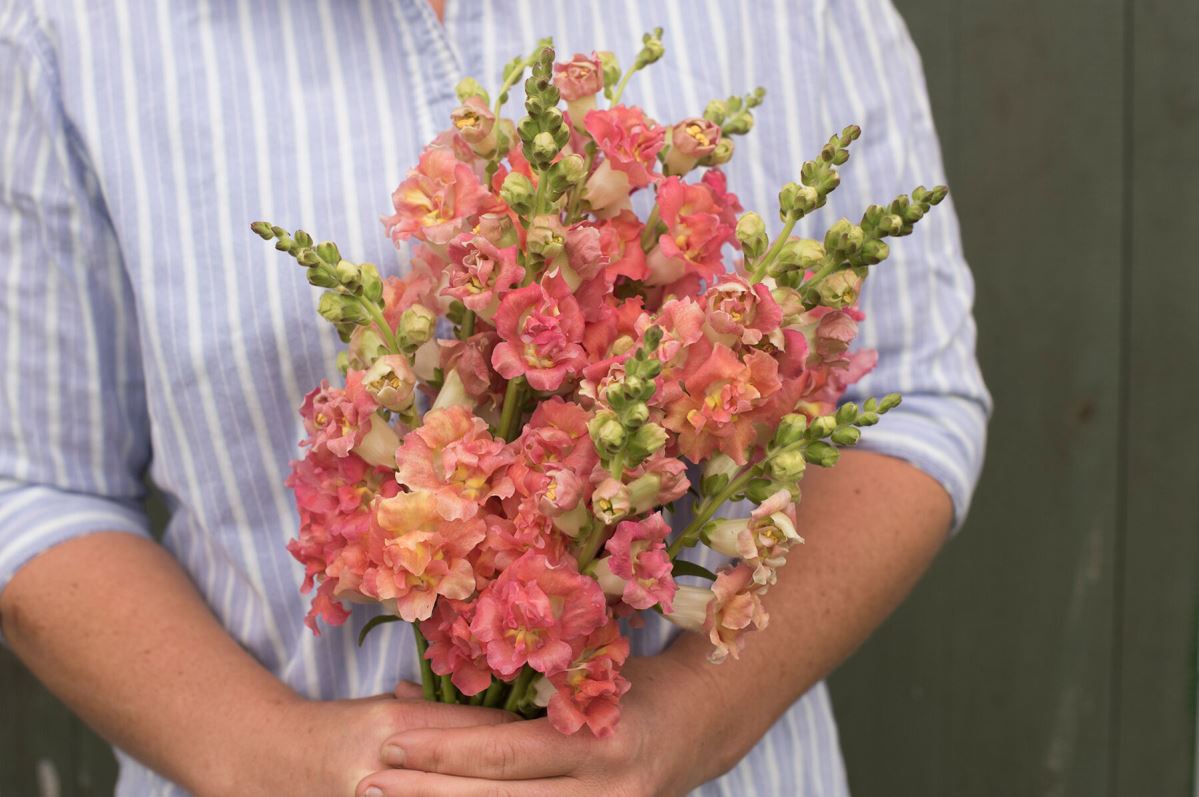 Madame Butterfly Bronze/White Snapdragon