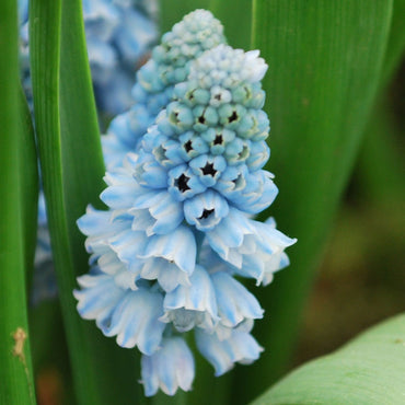 Muscari Grape Azureum Blue Bulbs