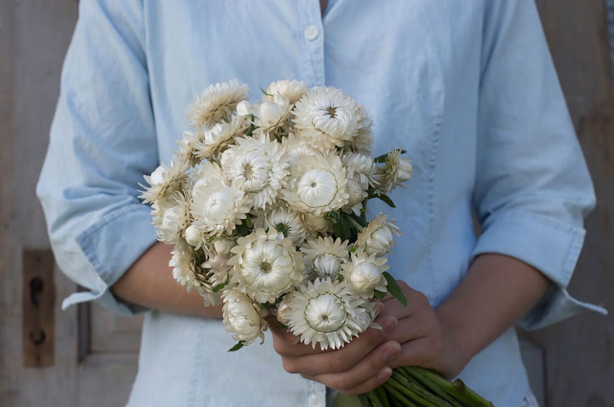 Vintage White – Organic Strawflower Seed