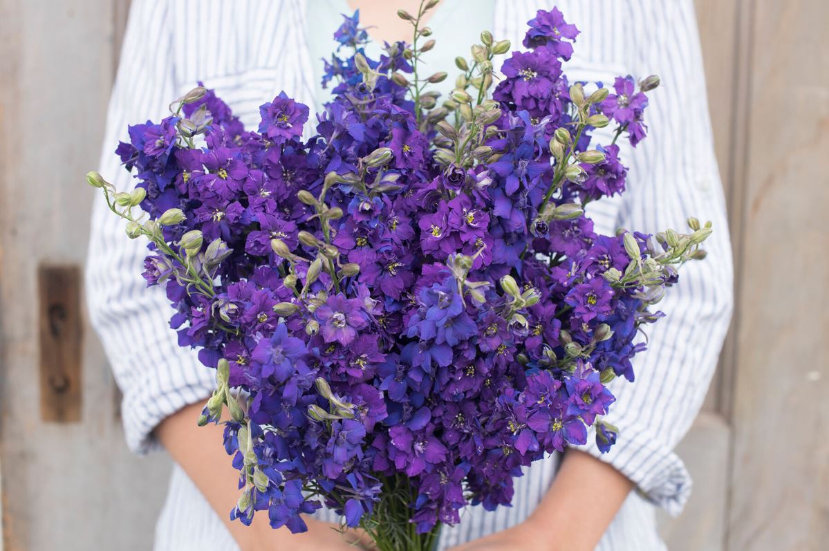 QIS? Dark Blue – Larkspur Seed