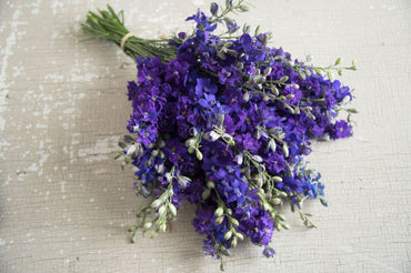 QIS? Dark Blue – Larkspur Seed