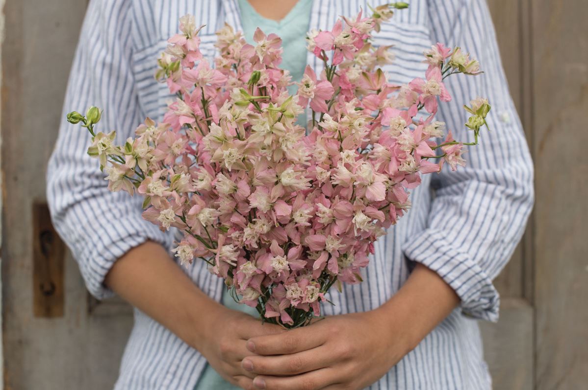 Fancy Pink with White Bee – Larkspur Seed