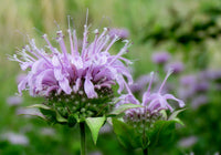 Wild Bergamot – Monarda Seed