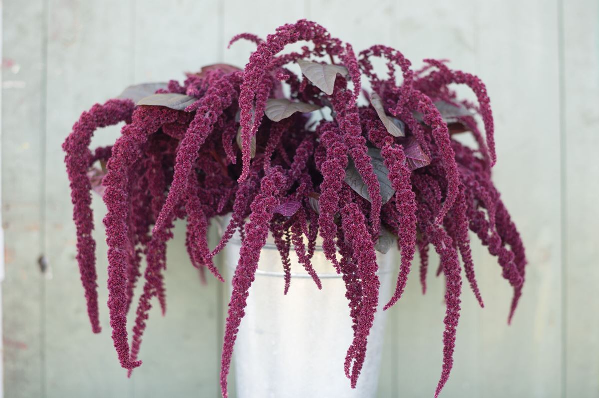 Hopi Red Dye – Organic Amaranthus Seed